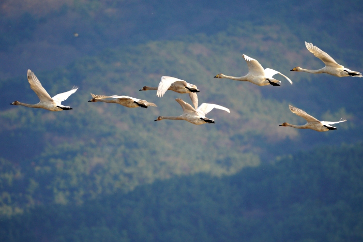 Vonuló hattyúk és vírusveszély