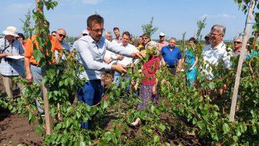 metszés barack szaktanácsadó bemutató növényvédelem