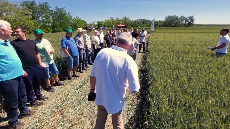 Piacra szabott kalászosok a Hungaria Agrótól