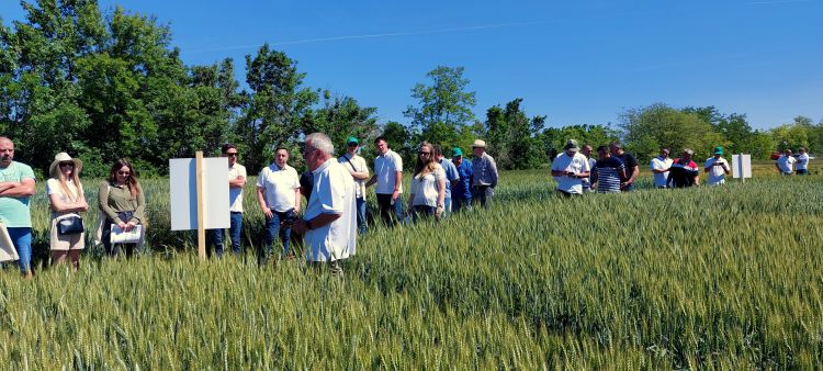kalászos fajtabemutató szántóföld Hungaria Agro Bácsalmás