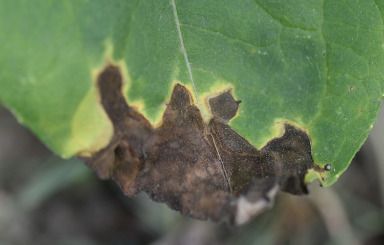 Alternaria helianthi levéltünet