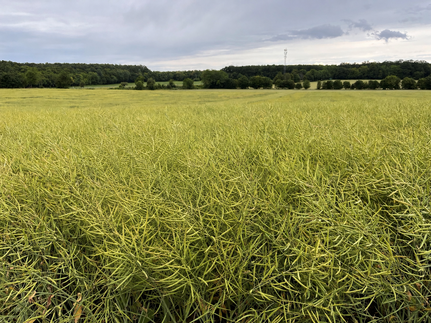 Repcetermesztés kihívások között: genetikai válasz a DEKALB-tól