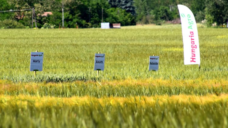 Hungaria Agro kalászos fajták bemutatója Bácsalmáson