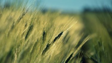 Kalászoló búza a Homokhátságon növénytermesztés