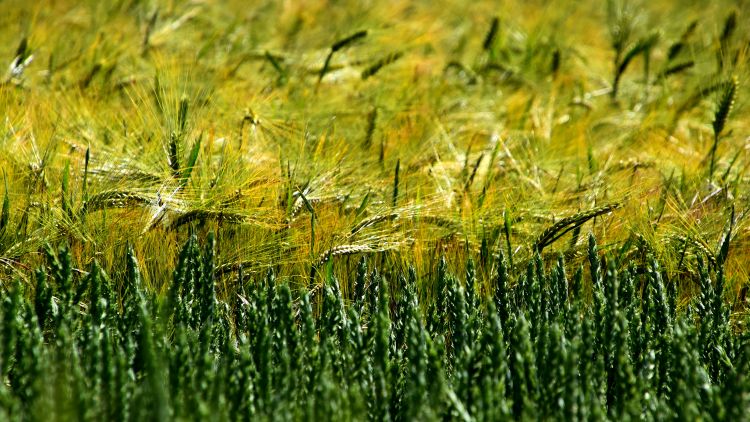 Hungaria Agro búza- és árpa fajták bemutatója Bácsalmáson