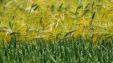 Búza és árpa egy homokhátsági szántóföldön: a túlélés és a jövő kulcsa a hazai prémiumkalászos-termesztés (Fotó: Horizont Média/Kohout Zoltán)