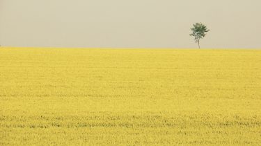 szántóföld forróság nyári meleg fa