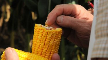 kukorica gazda kéz kukoricacső kukoricaszemek