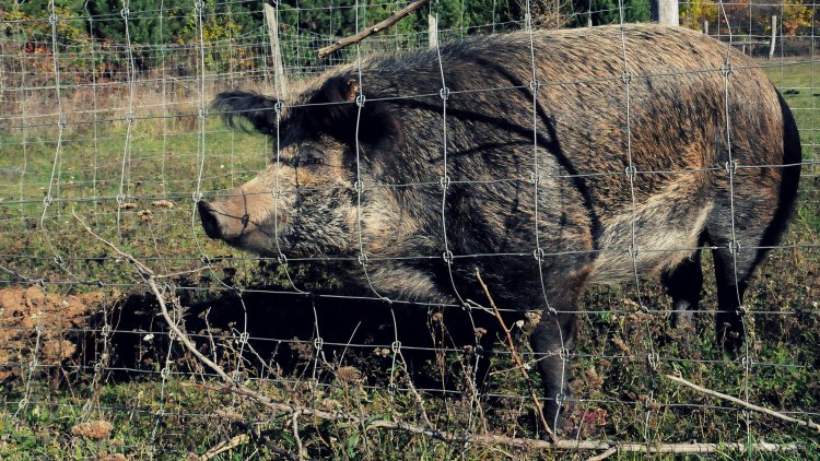 vaddisznó kerítés zárt kert Bakony sertéspestis