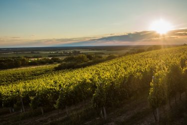 Alkony a Pannonhalmi-dombság lankás dűlőin