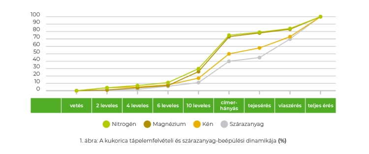 kukorica tápelemfelvételi