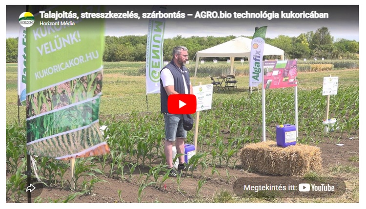 Így épül fel az AGRO.bio kukoricatechnológiája