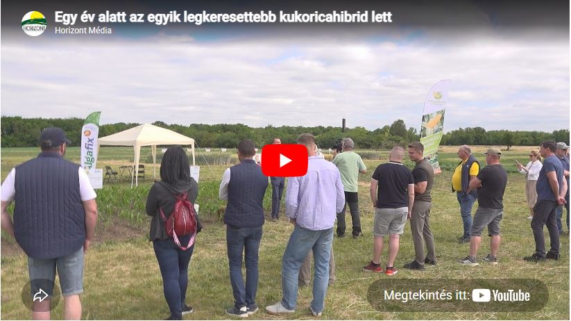 Egy év alatt az egyik legkeresettebb kukoricahibrid lett