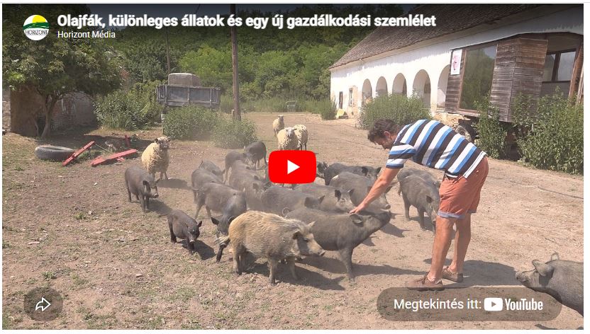 Olajfák, japán körték és szőrös juhok egy birtokon