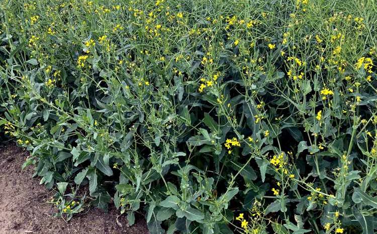 A szilárd műtrágyázást a folyékony váltja fel!