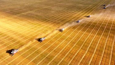 Kombájnok aratáskor a hatalmas kazah szántókon (Fotó: Shutterstock)