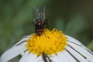 Virágzó gyógynövényen egy kifejlett légy.