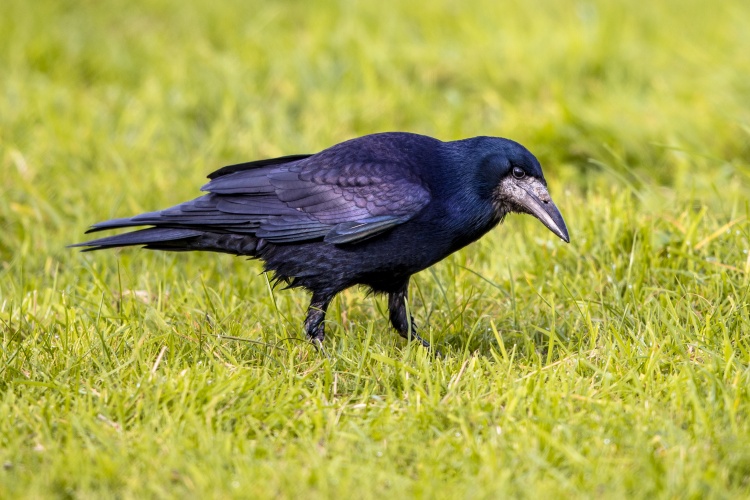 Vetési varjú a tavaszi vetésekben