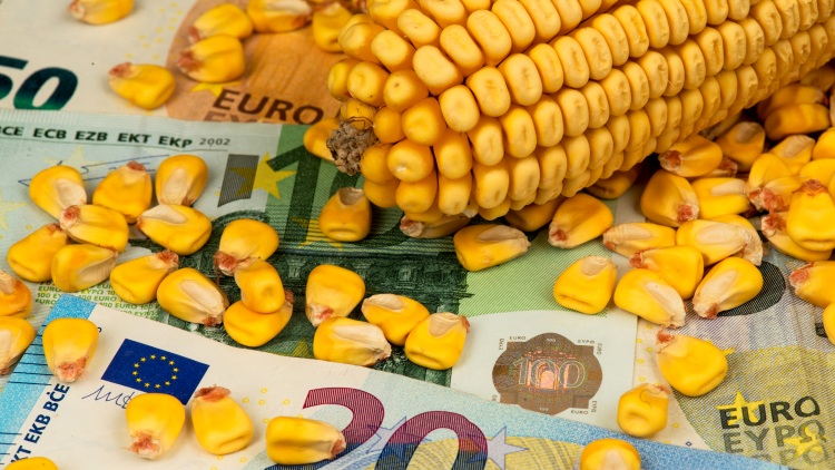 euro bankjegyek kukoricacső kukoricaszemek agrártámogatás