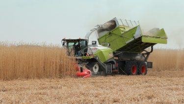 A gyenge termőhelyeken is komoly lehetőségeket kínál az elefántfű miscanthus elefántfű aratás kombájn szántóföld