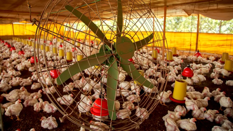 ventilátor baromfiól meleg hőstressz állattartás