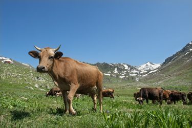 Szarvasmarha a legelőn hegyvidék