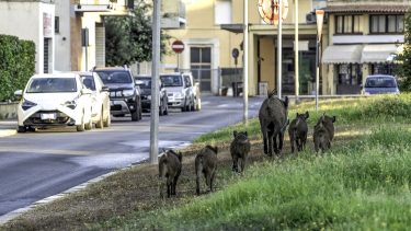 vaddisznó lakott terület házak gépjárművek sertéspestis-járvány