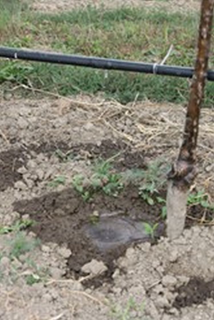 Vízpótlás keményfalú csepegtetőcsővel
