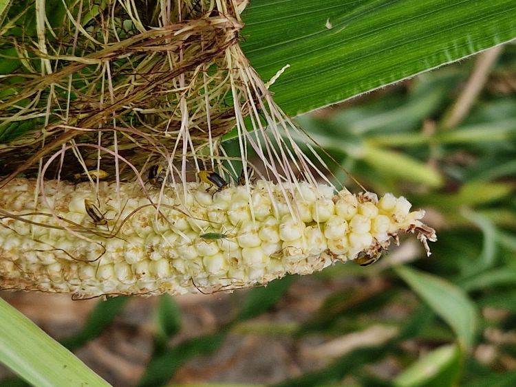 Amerikai kukoricabogár kártétele