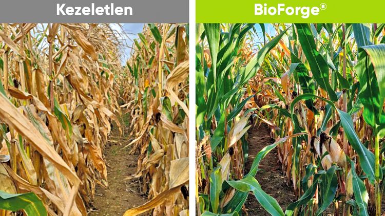 Corteva Agriscience BioForge hatás ábra kukorica