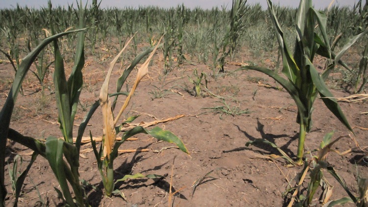 kukorica szárazság aszály hozam veszteség EU agrártámogatás
