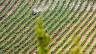 madártávlati kép szőlőültetvény traktor növényvédelem