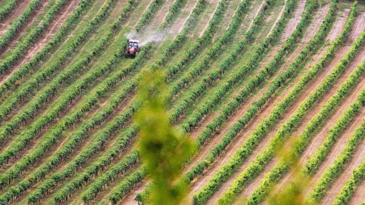 madártávlati kép szőlőültetvény traktor növényvédelem