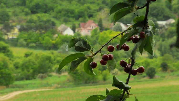 meggy meggyfa bogyó ágak termőterület vidék