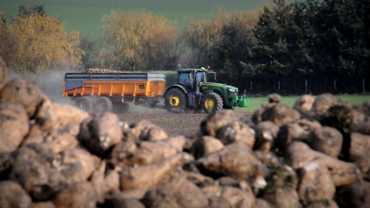 Piac, klíma: végveszélyben a hazai cukorrépa-termesztés
