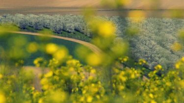 repce szántóföld kertészet gyümölcsfa növénytermesztés agrártámogatás