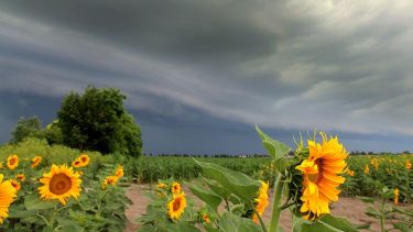napraforgó szántóföld felhő viharfelhő eső