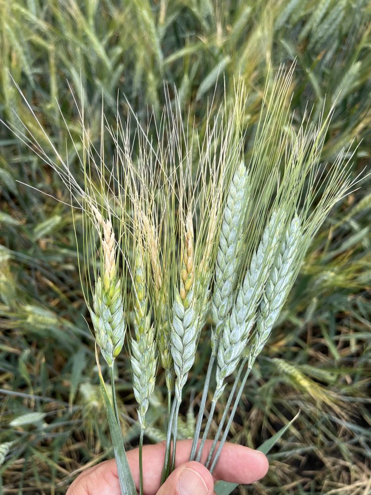 kalászos állományok habitusban mennyiség eltérés agrotechnológia okozta ezt a súlyos veszteséget