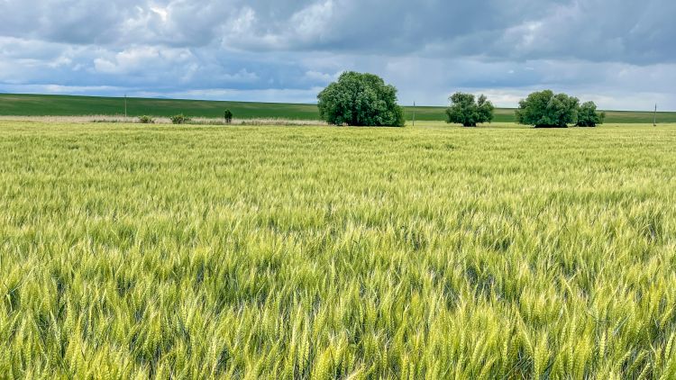 Hibrid búza: A termelési kihívások leküzdésének alapja