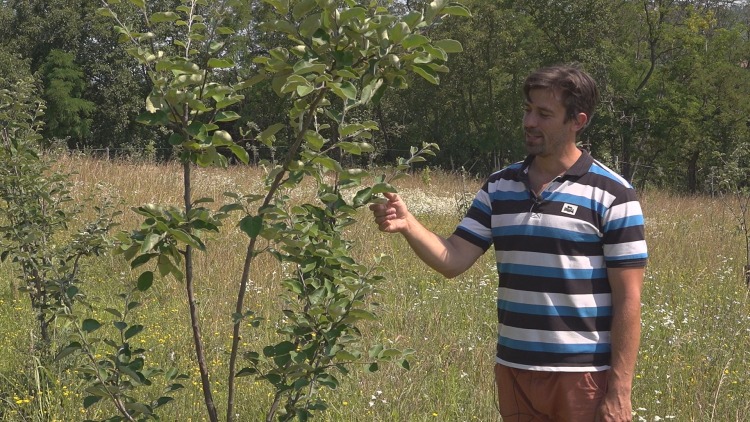 Olajfák és lámák: a jövő mintagazdaságát építik Bonyhádon