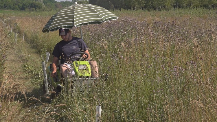 Vegyes fajösszetételű gyümölcsültetvény, melyen a gyomírtást speciális gazvágóval végzik a Márkus–Ritzel család birtokán. (Fotó: Kristóf Imre/Horizont Média)