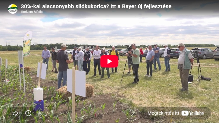 30%-kal alacsonyabb silókukorica? Itt a Bayer új fejlesztése