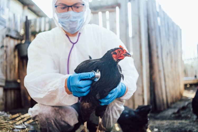 Baromfit vizsgál egy védőruhába öltözött gondozó