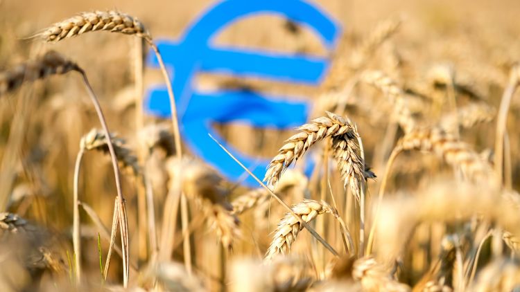kalászos gabona búza euro agrártámogatás KAP