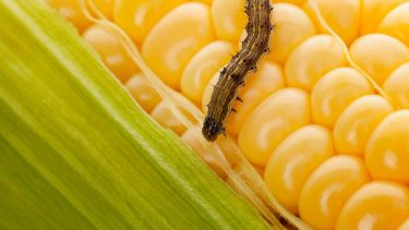 kukorica levél cső hernyó növényvédelem rovarkártétel mikotoxin